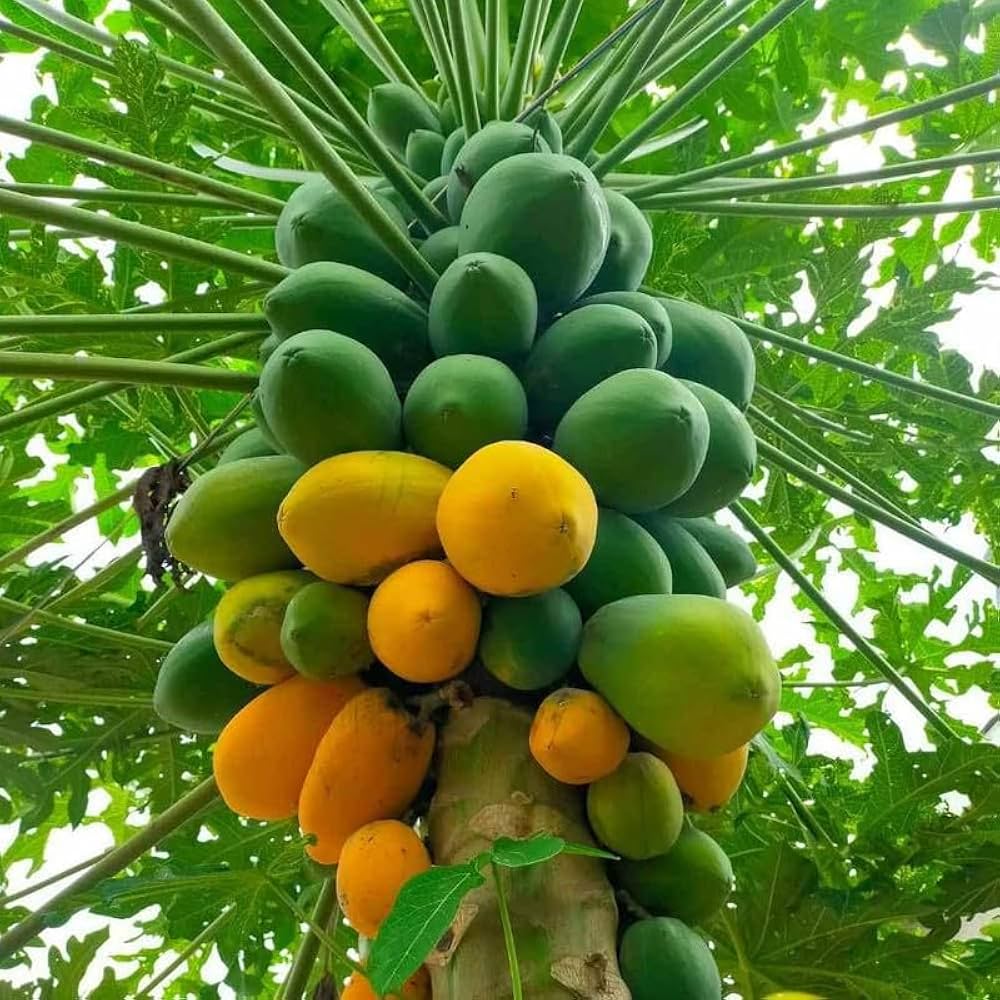 Taiwan Papaya